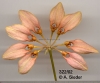 Bulbophyllum weberi  (13)